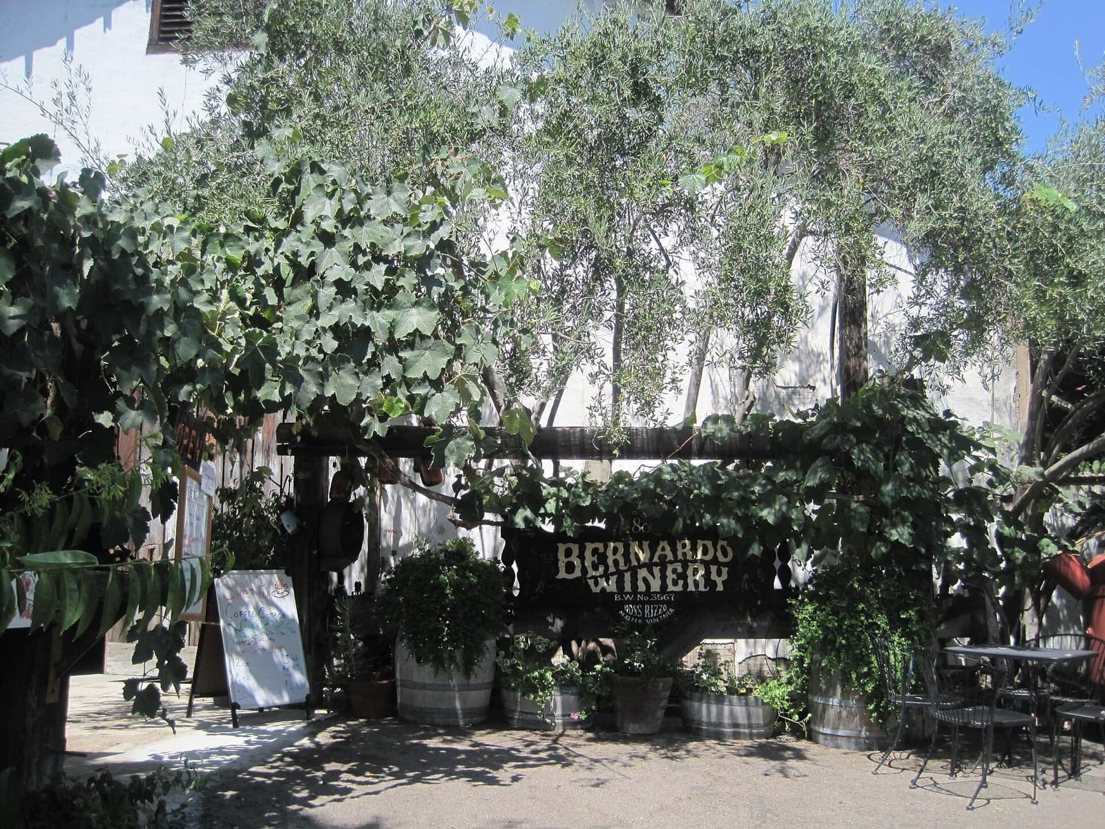Shaded courtyard of Bernardo Winery with its painted sign, wine barrels used as planters, grapevines and cafe tables.